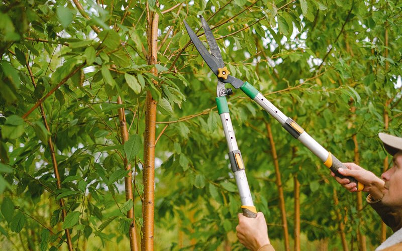 Tree trimming in Darien, WI